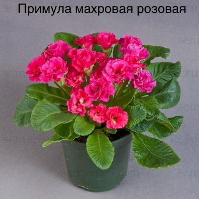 Примула махровая розовая