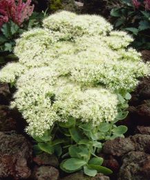 Очиток видный Стардаст (Sedum spectabile Stardust)