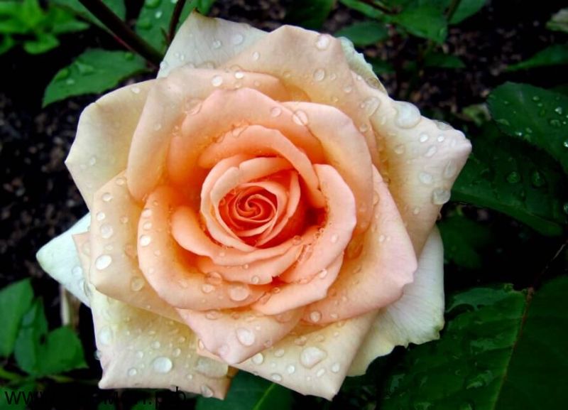 Роза чайно-гибридная "Версилия"