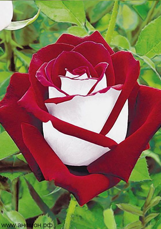 Роза чайно-гибридная "Динамит"