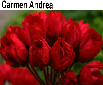 Пеларгония тюльпановидная Carmen Andrea