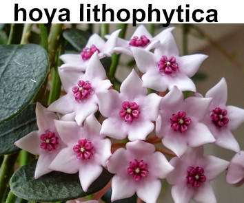 Хойя Lithophytica