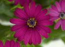 FlowerPower® Purple 12