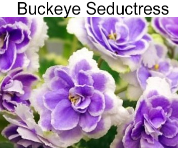 Buckeye Seductress