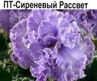 ПТ-Сиреневый Рассвет (Пугачева)