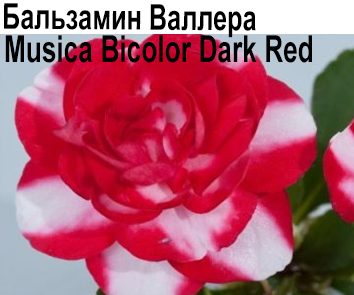 Бальзамин Bicolor Dark Red