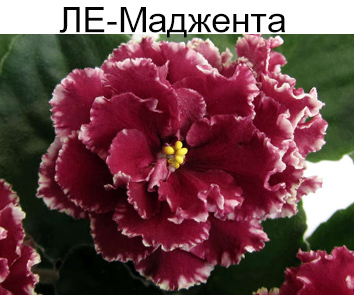 ЛЕ-Маджента (Лебецкая)