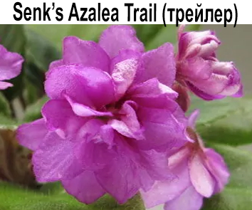 Senk's Azalea Trail (R.Follett/D.Senk)