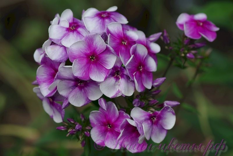 Флокс 'Алексей Ленский' / Phlox ‘Alexej Lenskij’