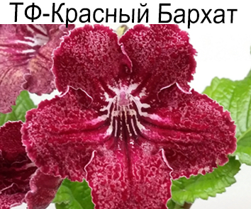 ТФ-Красный Бархат (Фурлетова)