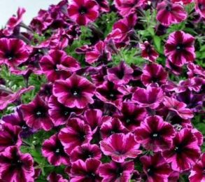 216 Петуния Crazytunia® Cosmic Purple (РАС)  - 10шт URC