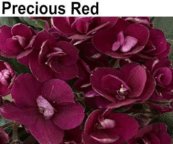 Precious Red