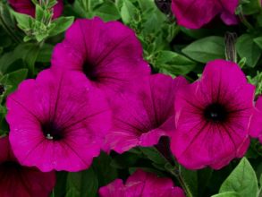 298 Петуния Sweetunia Purple  (Dummen)  - 10шт URC