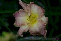 Лилейник 'Клоузд ин Глори' / Hemerocallis 'Сlothed in Glory'