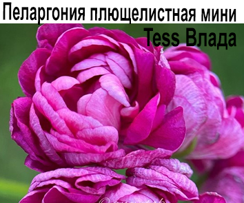 Пеларгония карликовая Tess Влада