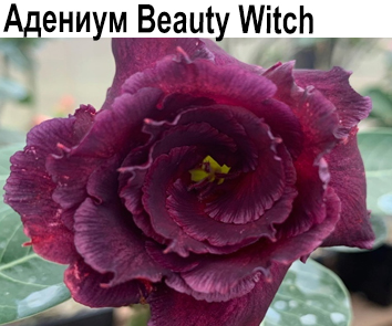 Адениум Beauty Witch, прививка