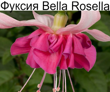 Фуксия Bella Rosella ампель