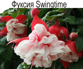 Фуксия Swingtime ампель