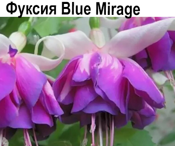 Фуксия Blue Mirage ампель