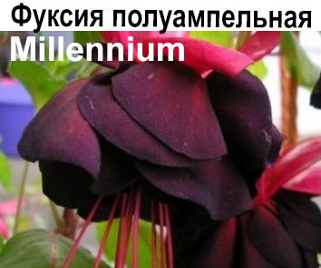 Фуксия Millennium полуампель