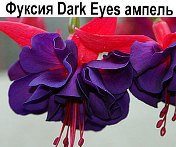 Фуксия Dark Eyes ампель