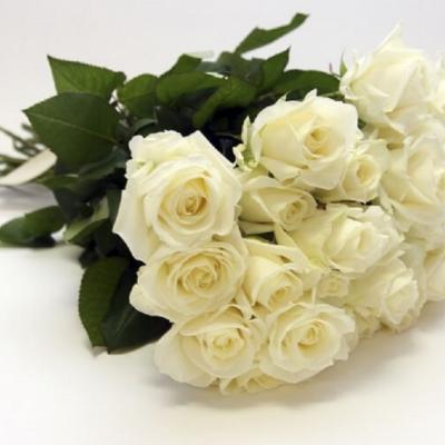 Розы белые Колумбия